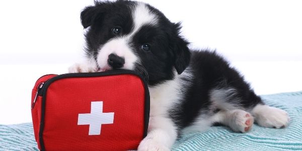 Dog first aid store kits